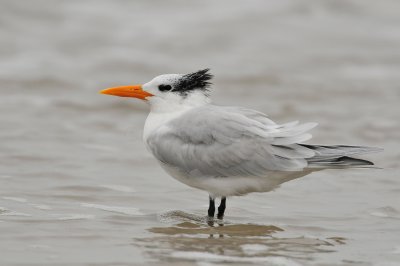 Galveston 12-13-09 0632.JPG