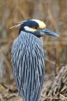 Galveston 12-13-09 0666.JPG
