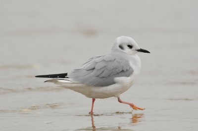 Galveston 12-13-09 0648.JPG