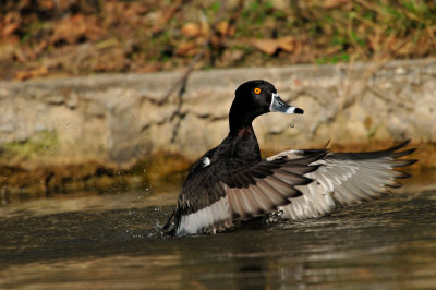 Herman Park 12-20-09 0509.JPG