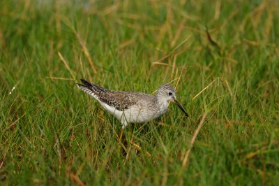 Brazoria NWR 12-10-10 0418.JPG