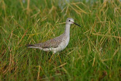 Brazoria NWR 12-10-10 0424.JPG