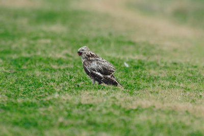 Harlan's Hawk