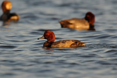 Rockport 12-4-10 0241.JPG