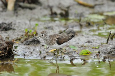 San Bernard NWR 4-16-10 0954.JPG