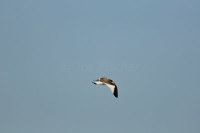 Galveston 1-8-11 0006.JPG