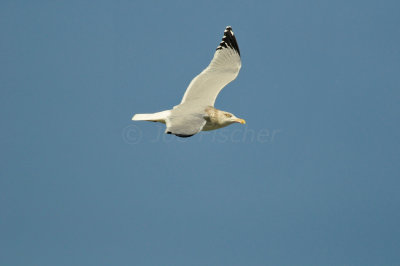 Galveston 1-8-11 0011.JPG