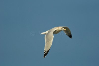 Galveston 1-8-11 0013.JPG