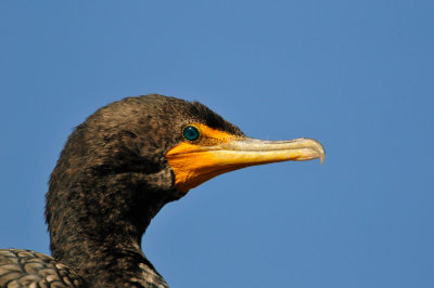 Galveston 1-8-11 0040.JPG