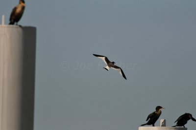 Galveston 1-8-11 0067.JPG