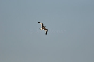 Galveston 1-8-11 0068.JPG
