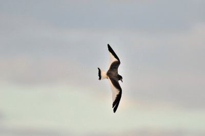 Galveston 1-8-11 0070.jpg