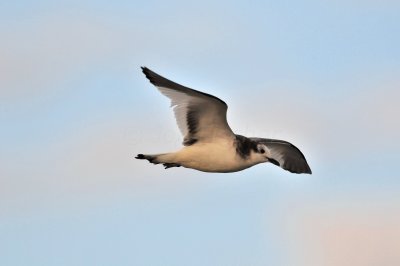 Galveston 1-8-11 0087.jpg