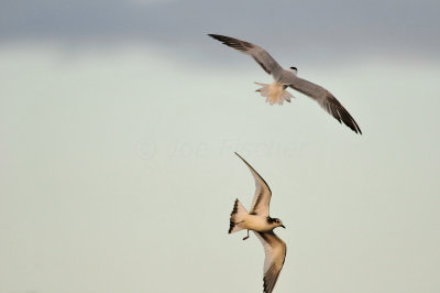Galveston 1-8-11 0122.jpg