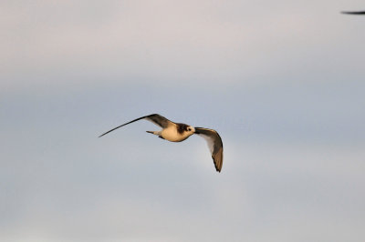 Galveston 1-8-11 0127.jpg