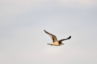 Galveston 1-8-11 0144.jpg