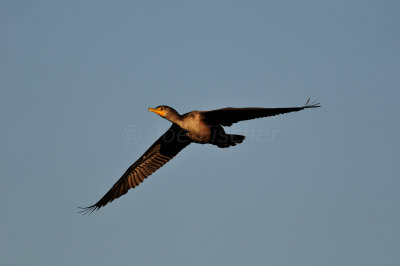 Everglades NP 1-29-11 0659.JPG
