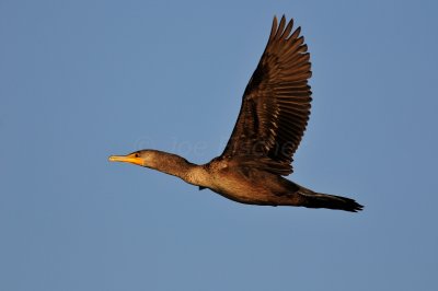 Everglades NP 1-29-11 0665.JPG