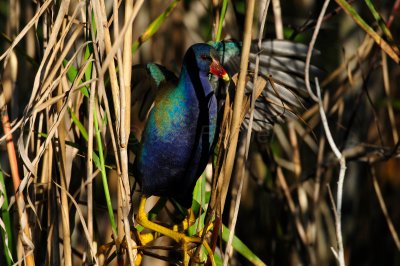 Everglades NP 1-29-11 0701.JPG