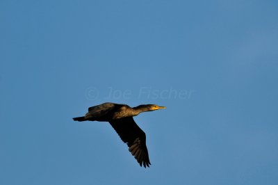 Everglades NP 1-29-11 0807.JPG
