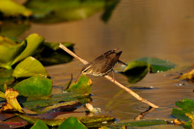 Everglades NP 1-29-11 0736.JPG
