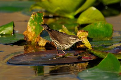 Everglades NP 1-29-11 0762.JPG