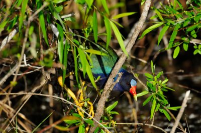 Everglades NP 1-29-11 0825.JPG