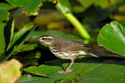 Everglades NP 1-29-11 0904.JPG