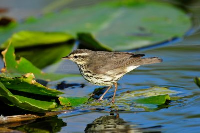 Everglades NP 1-29-11 0909.JPG