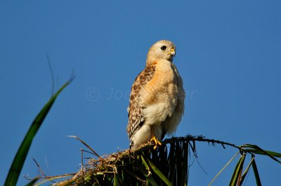 Everglades NP 1-29-11 0959.JPG