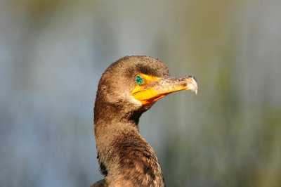 Everglades NP 1-29-11 1097.JPG