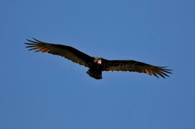 Everglades NP 1-29-11 1108.JPG