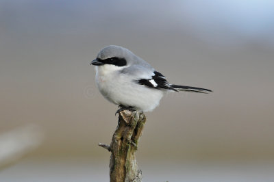 Galveston Island SP 2-4-11 1847.JPG
