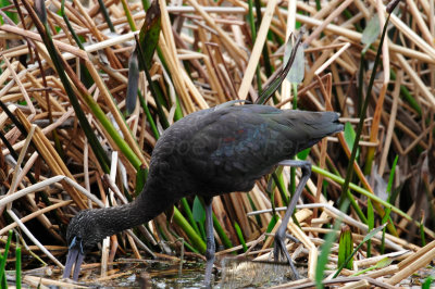 Green Cay Wetlands 1-28-11 0225.JPG