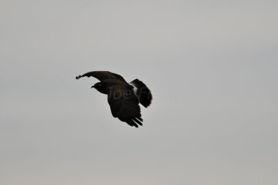 Loxahatcee NWR 1-28-11 0094.JPG