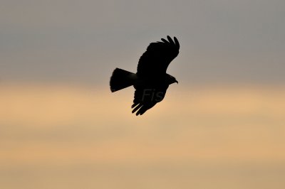 Loxahatcee NWR 1-28-11 0100.JPG