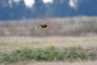 Loxahatcee NWR 1-28-11 0108.JPG