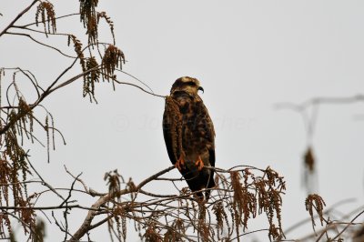 Loxahatcee NWR 1-28-11 0127.JPG