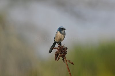 Merritt Island NWR 1-30-11 1453.JPG