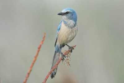 Merritt Island NWR 1-30-11 1484.JPG