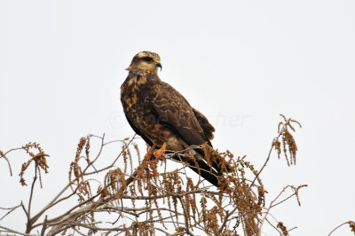 Loxahatcee NWR 1-28-11 0133.JPG