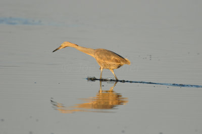 Merritt Island NWR 1-30-11 1308.JPG