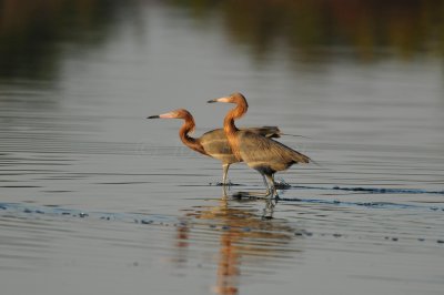 Merritt Island NWR 1-30-11 1333.JPG
