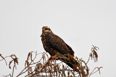 Loxahatcee NWR 1-28-11 0160.JPG