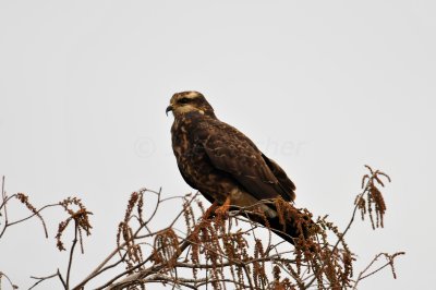 Loxahatcee NWR 1-28-11 0167.JPG