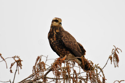 Loxahatcee NWR 1-28-11 0176.JPG