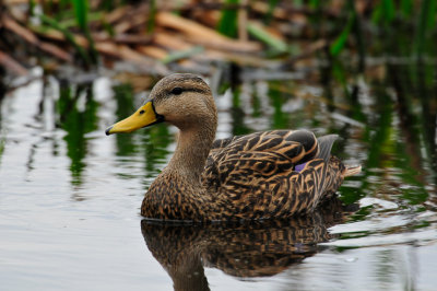 Green Cay Wetlands 1-28-11 0213.JPG