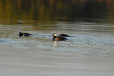 g1/49/778549/3/132423308.YRhzhUJu.jpg