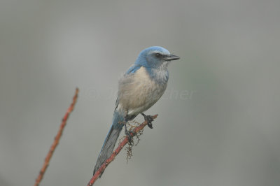 Merritt Island NWR 1-30-11 1598.JPG