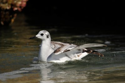 Ponce de Leon Inlet 1-30-11 1707.JPG